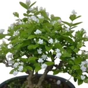 Arabian Jasmine Live Plant - Maid of Orleans Sambac - Fragrant White Flowers 5-8" Tall - Image 1