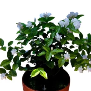 Arabian Jasmine Live Plant - Maid of Orleans Sambac - Fragrant White Flowers 5-8" Tall - Image 2
