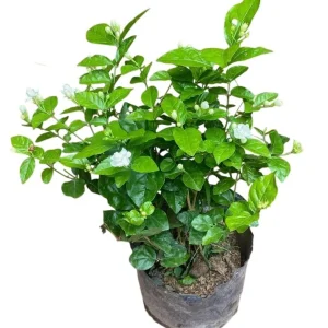 Arabian Jasmine Live Plant - Maid of Orleans Sambac - Fragrant White Flowers 5-8