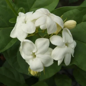 Arabian Jasmine Live Plant - Maid of Orleans Sambac - Fragrant White Flowers 5-8