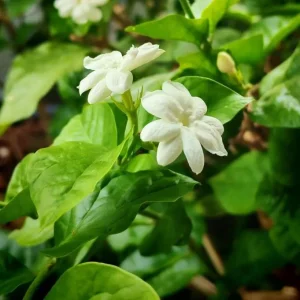 Arabian Jasmine Live Plant - Maid of Orleans Sambac - Fragrant White Flowers 5-8
