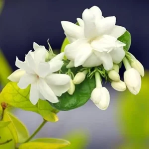 Arabian Jasmine Live Plant – Sambac Jasmine Fragrant Flower – 4 Inch Pot – 5-7 Inch Tall – Indoor/Outdoor - Image 7