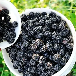 Arapaho Blackberry Live Plant Starter Size - Cold Hardy Bush for Outdoor Planting - Image 4