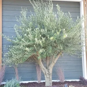 Arbequina Olive Live Tree Plant - 1 Year Old, Cold Hardy - Zones 8-11 - Image 1