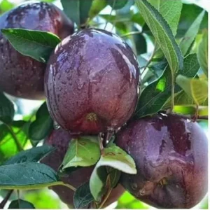 Arkansas Black Apple Tree Live Plant 4-5 Ft Tall - Sweet, Dark Red Fruit - Image 4