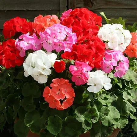 Assorted Geranium Live Plants - Pack of 3 Perennial Flowers, 4-6 inch tall - Image 1