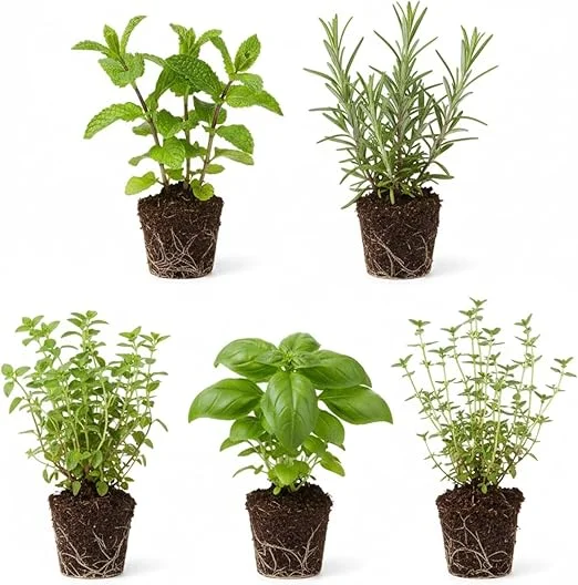 Assorted Herb Plant Starter Set, 3-6 Inch Tall Live Herbs, 3-Pack, Indoor/Outdoor - Image 5