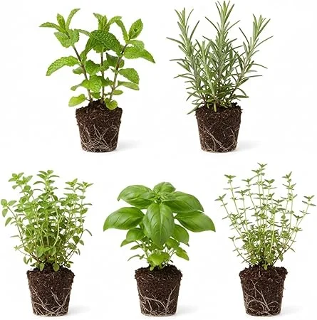 Assorted Herb Plant Starter Set, 3-6 Inch Tall Live Herbs, 3-Pack, Indoor/Outdoor - Image 1