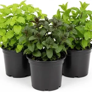 Assorted Herb Plants - 3 Live Plants Mix (Basil, Rosemary, Peppermint, Lemon Balm) - 3-5 Inches Tall - Image 4