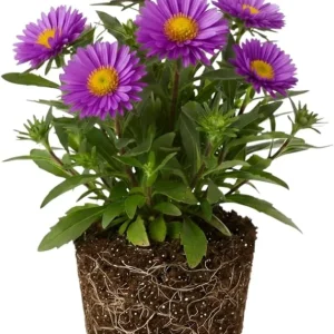 Aster Live Plant – Purple Perennial, 5-7 Inches Tall, Indoor/Outdoor - Image 4