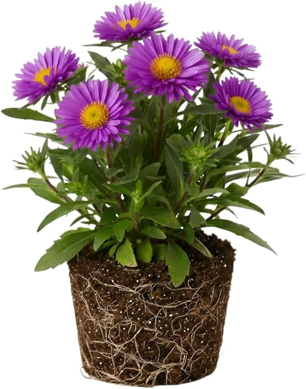 Aster Live Plant – Purple Perennial, 5-7 Inches Tall, Indoor/Outdoor - Image 4