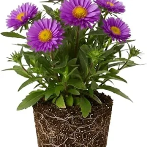 Aster Live Plant – Purple Perennial, 5-7 Inches Tall, Indoor/Outdoor - Image 6