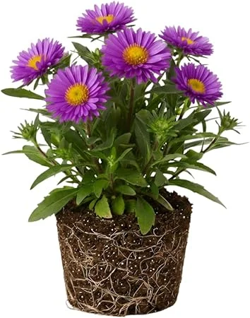 Aster Live Plant – Purple Perennial, 5-7 Inches Tall, Indoor/Outdoor - Image 6