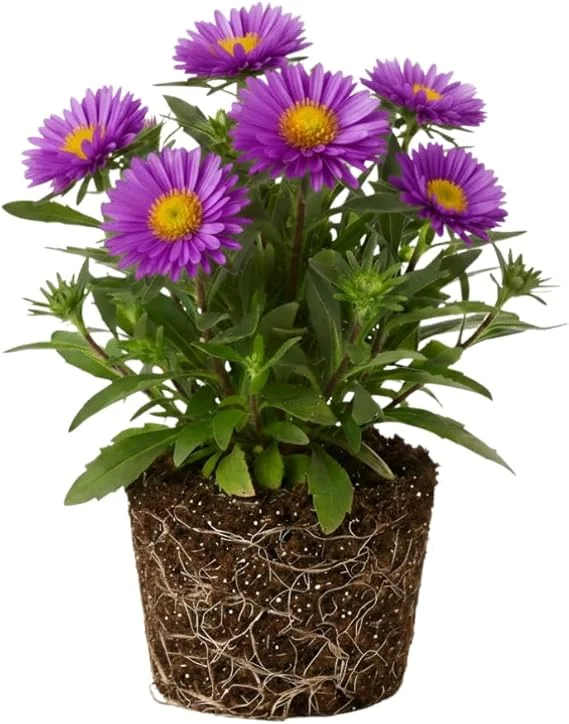 Aster Live Plant – Purple Perennial, 5-7 Inches Tall, Indoor/Outdoor - Image 7