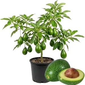 Avocado Tree Live Plant - 2 Years Old, 3-3.5 Ft Tall, 3 Gallon Pot, Cold Hardy - Image 2