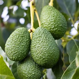 Avocado Tree Live Plant, Live Avocado Plant Seedling, 6 to 9 Inc Tall for Garden - Image 7