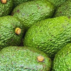 Avocado Tree Live Plant Seedling - 4 Inch Potted - Fruit Gardening Outdoor - Image 4