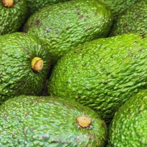 Avocado Tree Live Plant Seedling - 4 Inch Potted - Fruit Gardening Outdoor - Image 7