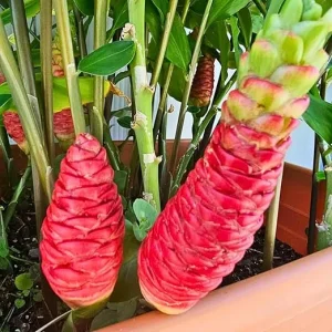 Awapuhi Shampoo Ginger Rhizomes - 2 Pcs Zingiber Zerumbet for Outdoor Planting - Image 4