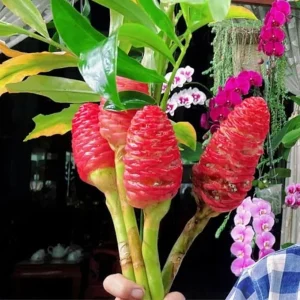 Awapuhi Shampoo Ginger Rhizomes - 6 Fresh Roots, Outdoor Planting, Zones 9-11 - Image 2