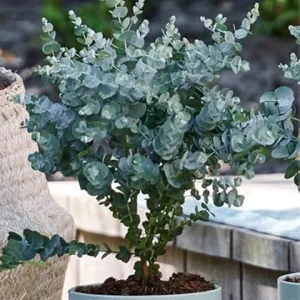 Baby Blue Eucalyptus Live Plant – 2.5 Inch Pot, Fragrant Silver-Blue Foliage, Indoor/Outdoor Tree Starter - Image 2