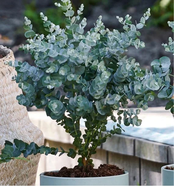 Baby Blue Eucalyptus Live Plant – 2.5 Inch Pot, Fragrant Silver-Blue Foliage, Indoor/Outdoor Tree Starter - Image 4