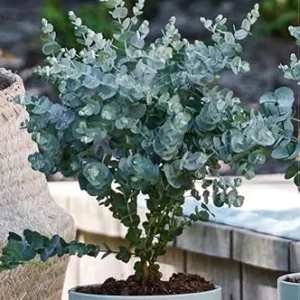 Baby Blue Eucalyptus Live Plant – 2.5 Inch Pot, Fragrant Silver-Blue Foliage, Indoor/Outdoor Tree Starter - Image 5