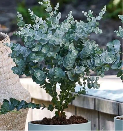 Baby Blue Eucalyptus Live Plant – 2.5 Inch Pot, Fragrant Silver-Blue Foliage, Indoor/Outdoor Tree Starter - Image 6