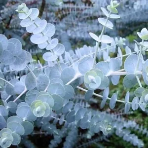 Baby Blue Eucalyptus Live Plant – 2.5" Pot – Fragrant Foliage – Indoor/Outdoor - Image 1