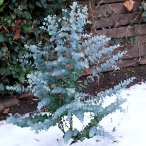 Baby Blue Eucalyptus Live Plant 2.5" Pot - Fragrant Foliage Houseplant for Indoor/Outdoor - Image 2