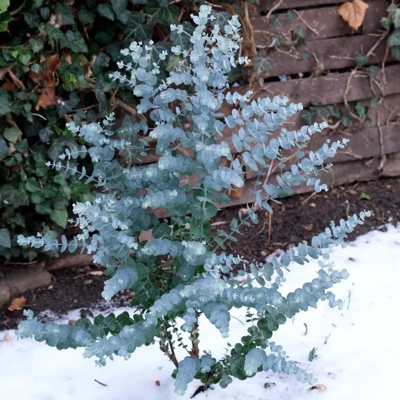 Baby Blue Eucalyptus Live Plant 2.5" Pot - Fragrant Foliage Houseplant for Indoor/Outdoor - Image 2