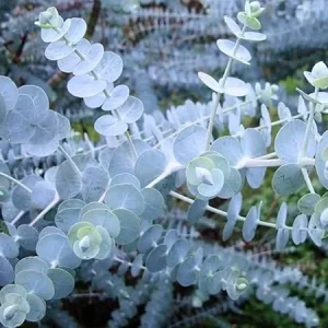 Baby Blue Eucalyptus Live Plant – 2.5