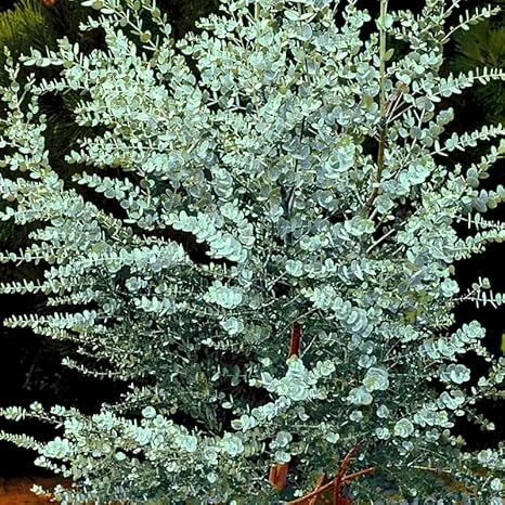 Baby Blue Eucalyptus Live Plant – 4 to 8 Inch Tall – Indoor/Outdoor Fragrant Foliage - Image 4