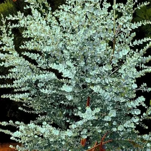 Baby Blue Eucalyptus Live Plant – 4 to 8 Inch Tall – Indoor/Outdoor Fragrant Foliage - Image 6