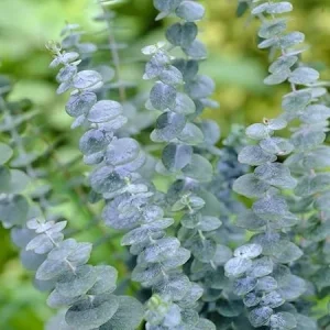 Baby Blue Eucalyptus Live Plant for Indoor & Outdoor, Fragrant 2.5'' Pot - Image 5