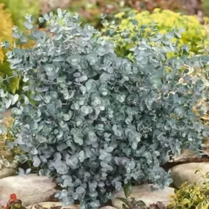 Baby Blue Eucalyptus Live Plant – Fragrant Indoor/Outdoor Tree – 5-9 Inc Tall – No Pot - Image 3