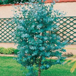 Baby Blue Eucalyptus Live Plant in 2.5" Pot – Cold Hardy Starter Tree - Image 1