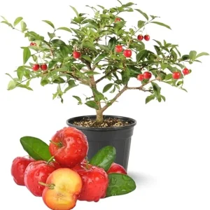 Barbados Cherry Tree Live Plant, 12-18 inch Tall, Edible Cherry for Outdoor Growing - Image 2