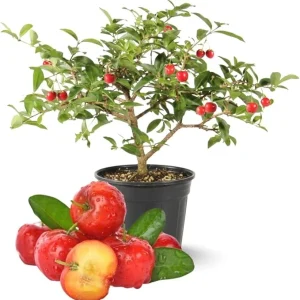 Barbados Cherry Tree Live Plant, 12-18 inch Tall, Edible Cherry for Outdoor Growing - Image 5