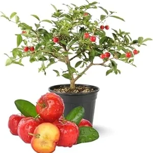 Barbados Cherry Tree Live Plant, 12-18 inch Tall, Edible Cherry for Outdoor Growing - Image 6