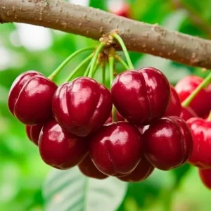 Barbados Cherry Tree Live Plant - 4-8" Edible Fruit, Fast-Growing - Image 2
