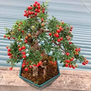 Barbados Cherry Tree Live Plant Set - 4 Sweet Cherry Trees, 6 Months Old, 4-6