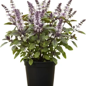 Basil Live Plant – 4” Potted Large Leaf Herb for Indoor & Outdoor Gardens - Image 2