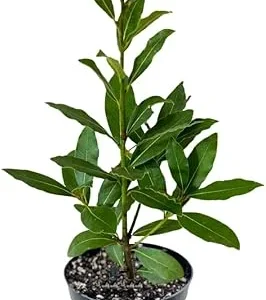 Bay Laurel Live Plant, 8-10 Inches Tall, 4 Inch Pot, Laurus Nobilis Herb - Image 5
