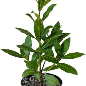 Bay Laurel Live Plant, 8-10 Inches Tall, 4 Inch Pot, Laurus Nobilis Herb - Image 6