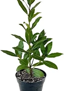 Bay Laurel Live Plant, 8-10 Inches Tall, 4 Inch Pot, Laurus Nobilis Herb - Image 7