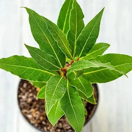 Bay Laurel Live Plant – Laurus Nobilis – 8-10 inch – Fragrant – Indoor/Outdoor - Image 7