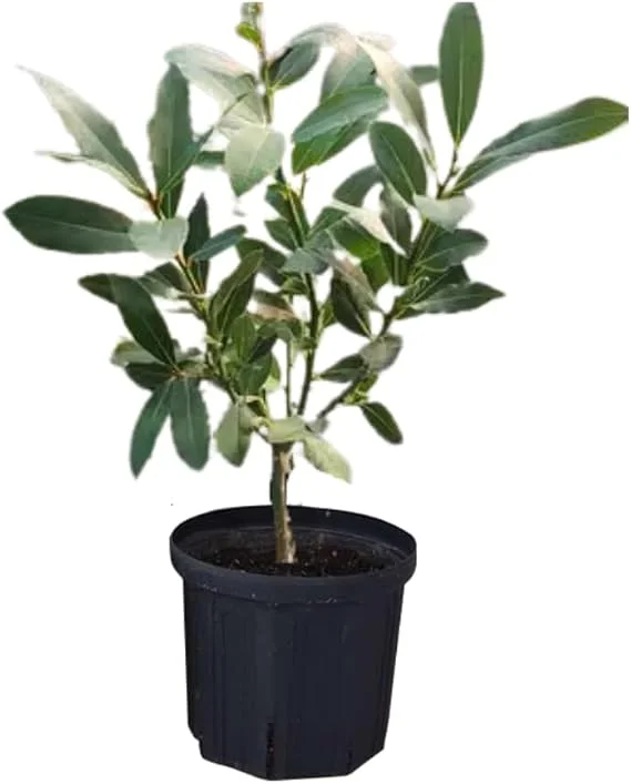 Bay Laurel Live Plant, Sweet Bay Laurus Nobilis, 4" Pot, Indoor/Outdoor - Image 3