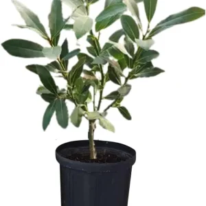Bay Laurel Live Plant, Sweet Bay Laurus Nobilis, 4