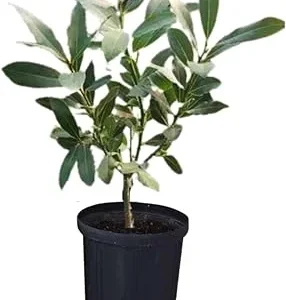 Bay Laurel Live Plant, Sweet Bay Laurus Nobilis, 4